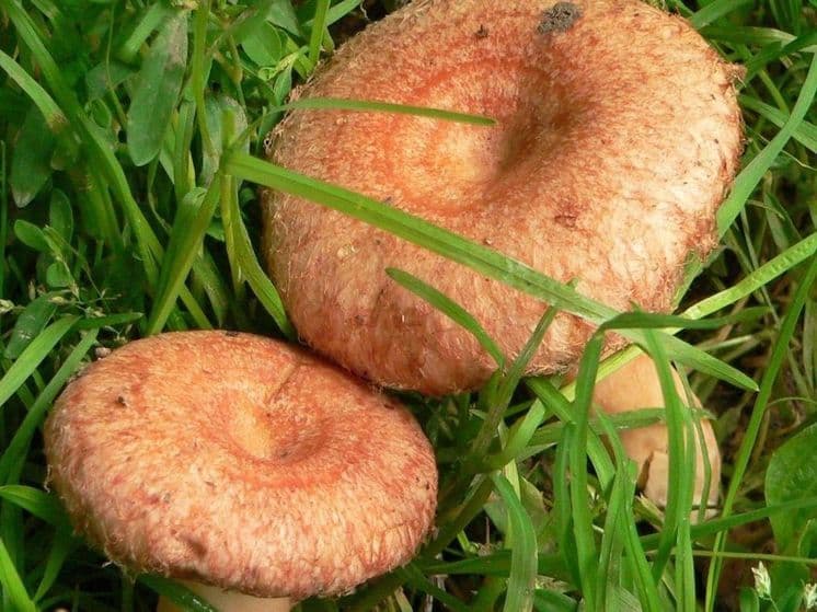 Мицелий рыжиков