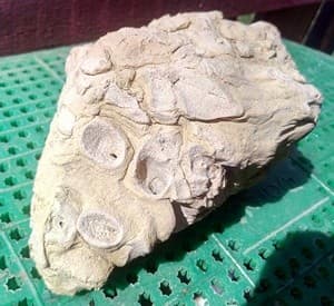 Окаменелости Ижорской возвышенности