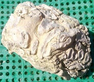Окаменелости Ижорской возвышенности